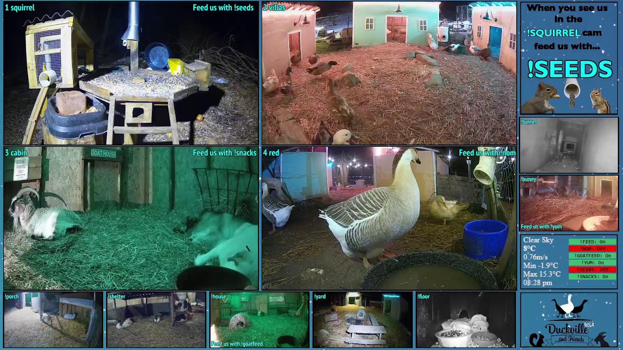 FREE DAILY FEED - Relax with ducks, goats, pups, squirrels, bunnies and other animals!