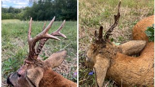 Lov deformiteta i trofejnog srndaća u parenju/Hunt for atypical and trophy roebuck in rut | E179