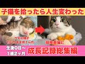 生まれたての子猫を拾ったら人生変わった【生後0日～1歳2ヶ月成長記録総集編】
