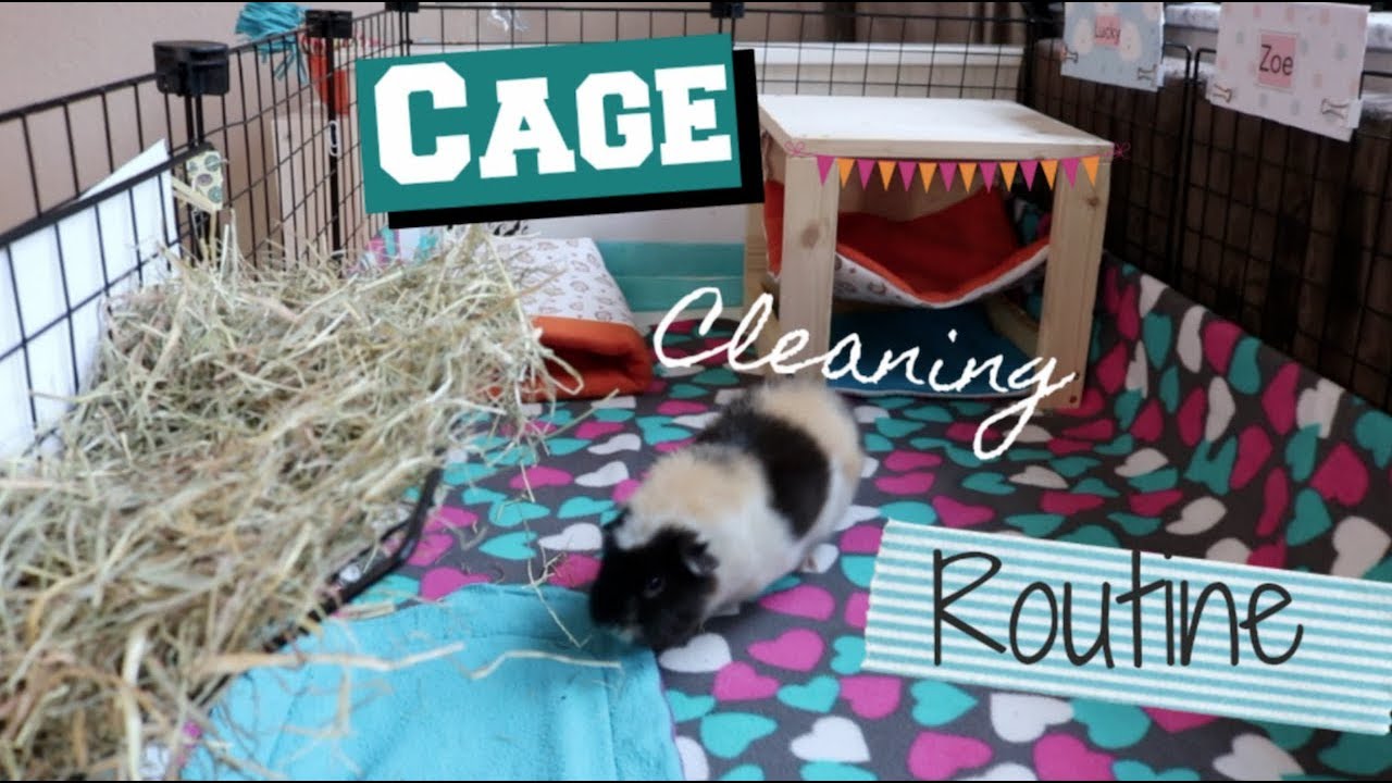 guinea pig cage cleaning routine