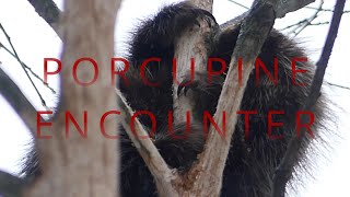 Porcupine Encounter