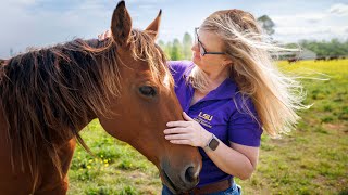 LSU Research is Reshaping Louisiana’s Horse Industry 🐴