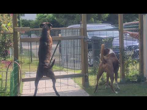 The boxer dogs' different types of barking! 😎 Boxers protecting the family!