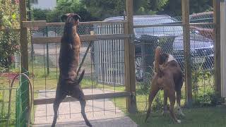 The boxer dogs different types of barking ? Boxers protecting the family