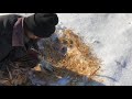 Winter trapping coyote hay set