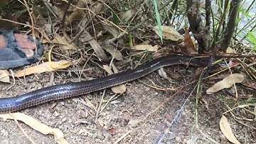 #BẫyRắnĐồngTháp #Tập91 giăng lưới rắn bất ngờ con chuột cắn ngay đầu rắn hổ hành