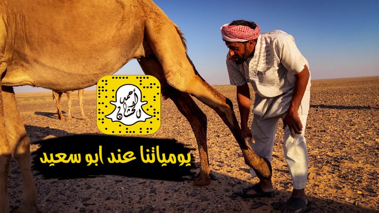 يسكن الصحراء والأبل عائلته: الحلقـ(27)ـه