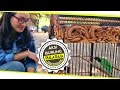 Kontes Burung Gadis Cantik Ngebet Cucak Ijo Romeo Ngentrok Kacer Tragedi Di Piala Raja Mp3 - Mp4 Download