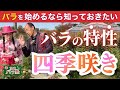 先生によって言うことが違う！？四季咲きバラを理解すると根本は同じ【京成バラ塾】【園芸初心者】