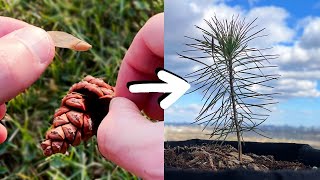 Growing a Pine Tree from Seed  0 to 1 year old