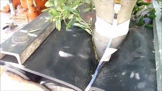 How To Strip The Olive Tree Bark With A Trunk Shaker