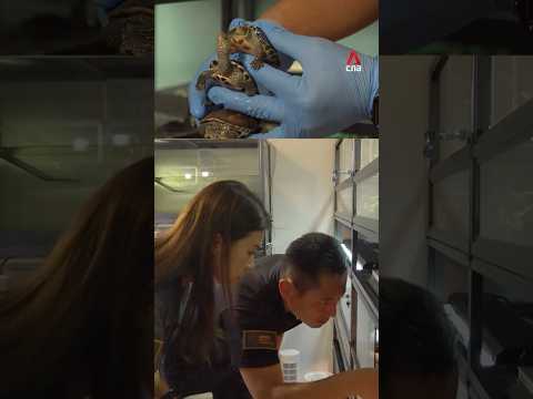Couple cares for pet turtles, reptiles rescued from deadly Hong Kong fire