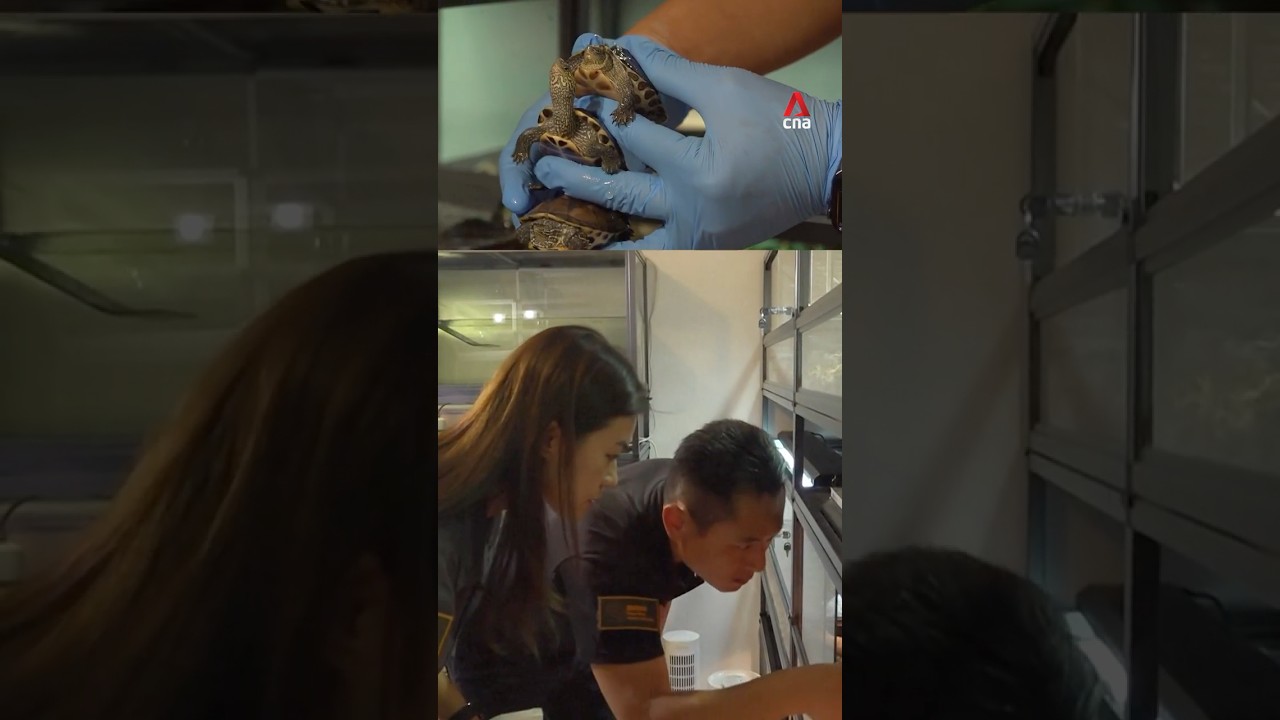 Couple cares for pet turtles, reptiles rescued from deadly Hong Kong fire
