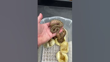 Hurricane Spotnose Clown x Pinstripe Clown clutch!