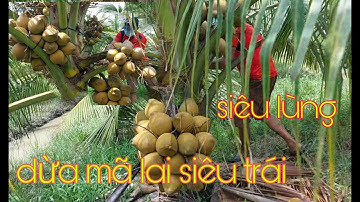 Thu hoạch 8 công dừa mã lai siêu trái ,kỹ thuật trồng dừa xim mã lai.