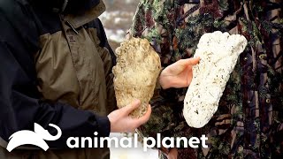 Witness With Track Imprints Sees Sasquatch On The Highway | Finding Bigfoot | Animal Planet
