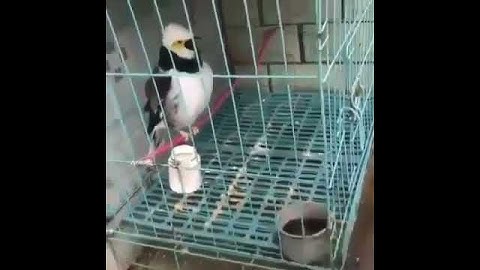 sebuah cuplikan suara jalak Hongkong...