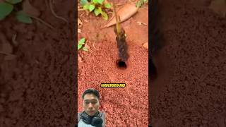 AntLife Clips #ants #spider #biology #farming #insects