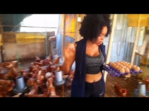 How to start a successful poultry farm in Nigeria - YouTube
