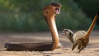 Cobra vs Meerkats - Killers of Safari