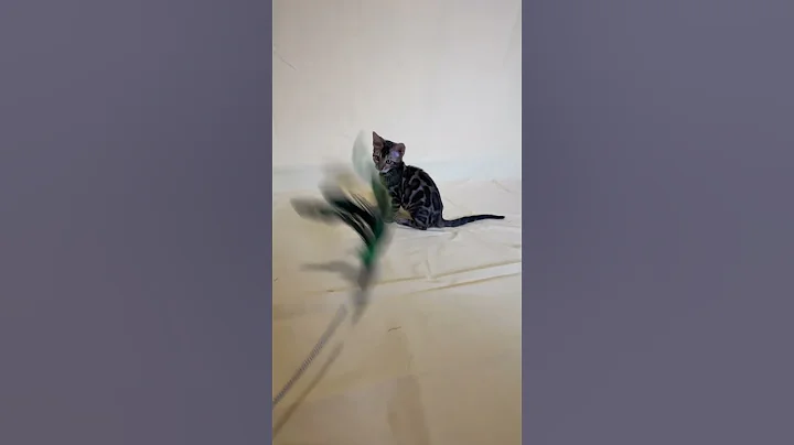 Watch the video about Xandra Brown Spotted Bengal Female Kitten Available Now | Purebred Kitties
