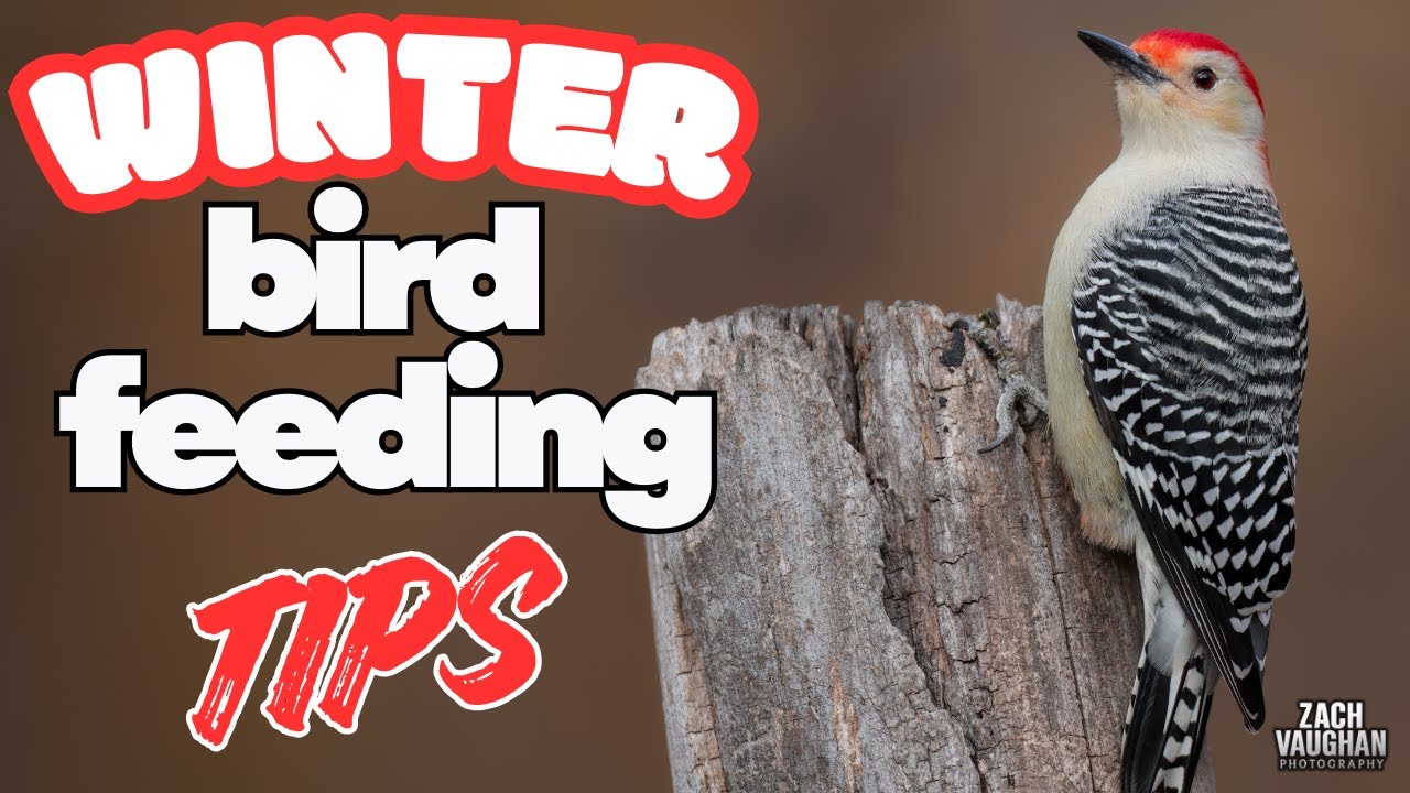 Winter Bird Feeding Tips - YouTube