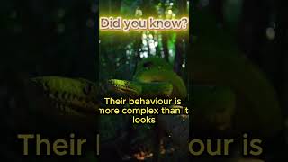 Snakes Can Feel Emotions? 🐍🧠 | Reptile Behavior Explained #shorts