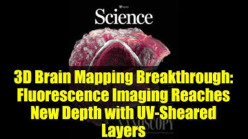 3D Brain Mapping Breakthrough: Fluorescence Imaging Reaches New Depth with UV-Sheared Layers