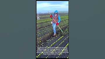 Precision Trimming: How Farmers Perfect Their Crops Before Harvest