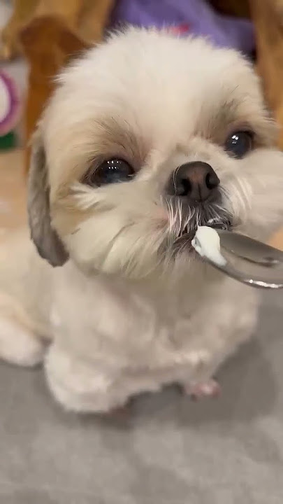 Yogurt is best food for dogs in summer 🌞🏖️ shihtzu dog #shihtzu #dog