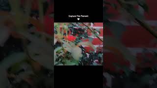 Nature Love song love  flowers