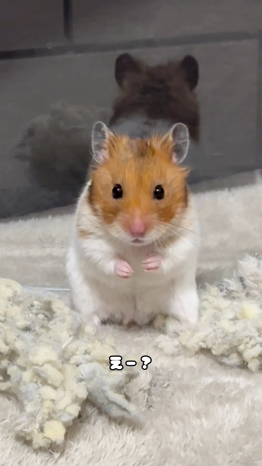 きなこもちもち-Hamster - YouTube