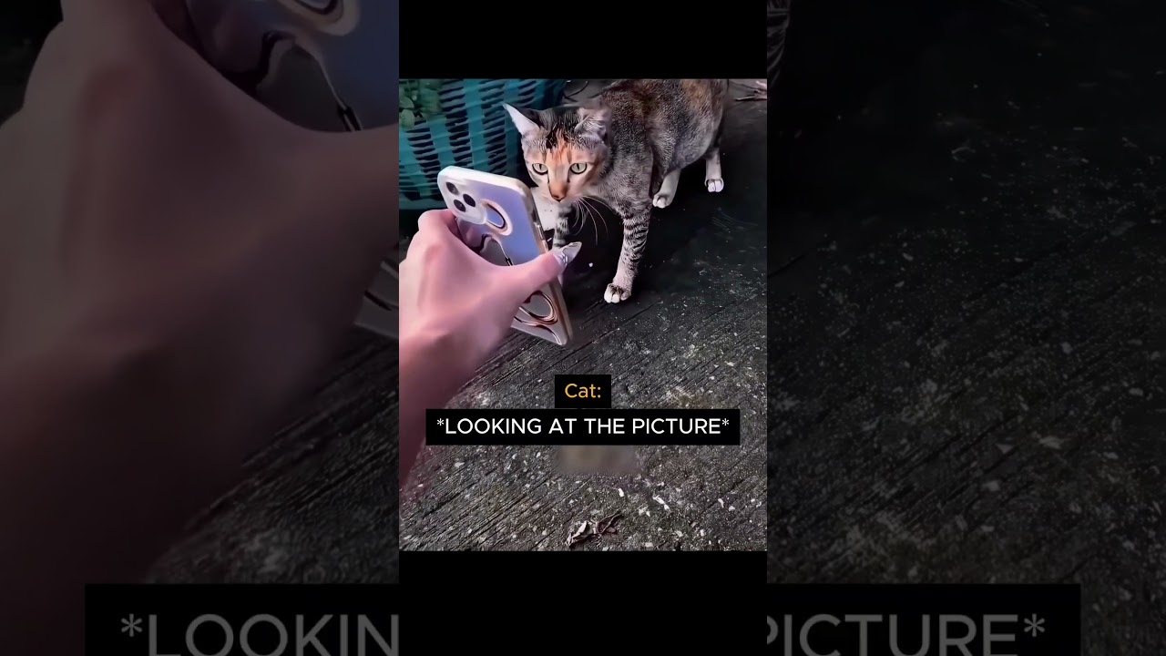 The neighborhood cat mafia understood the assignment 🤫❤️