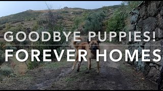 Forever Homes for Our Puppies 🏡 An Emotional Day in Rural Portugal