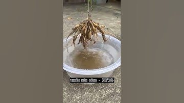 Cây Thiên Môn Đông #songkhoe #baithuochay #thuốcnam