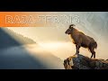 Raja Tebing Himalaya: Mengungkap Rahasia Ketangguhan Himalayan Tahr di Ketinggian 5000 Meter