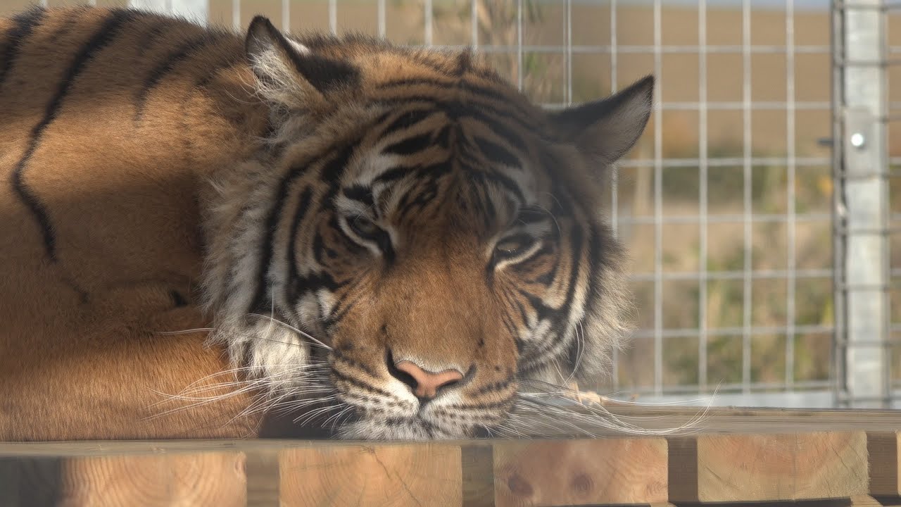 Hamerton Zoo Tigers in 4K 201510 YouTube