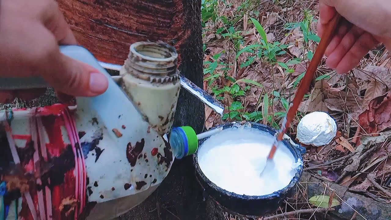 บอกสูตรหยอดน้ำกรด น้ำหนักดี ไม่มีกลิ่นเหม็น ยางไม่เน่า ยางแข็งดี