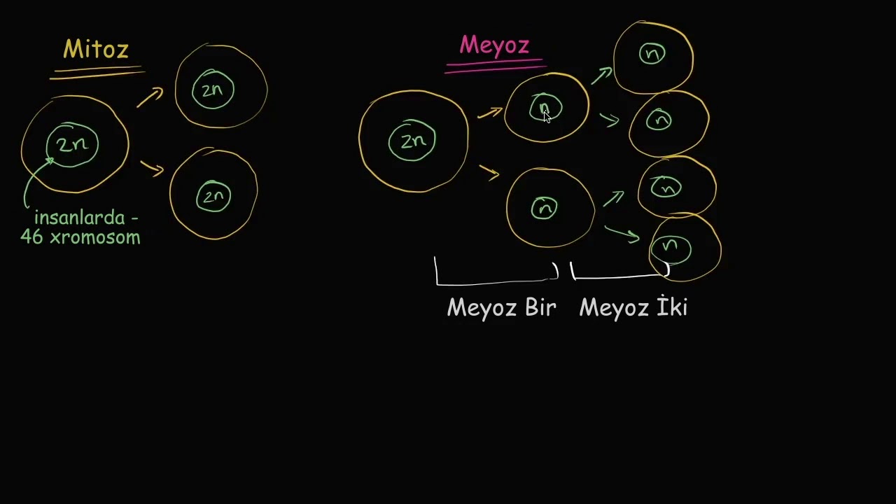 Mitoz və meyoz bölünmənin müqayisəsi