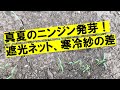 遮光ネット、寒冷紗を使っての成功実例！猛暑でもニンジンの発芽は簡単。
