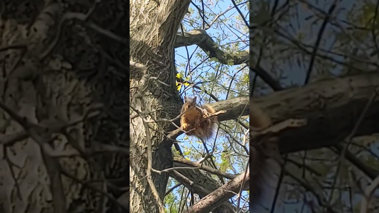 Clearly a male fox squirrel barking at my dog.