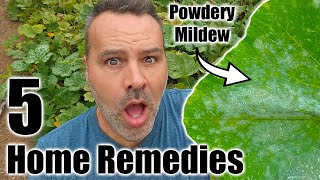 POWDERY MILDEW  5 Home Remedies