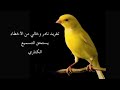 تغريد كناري نادر وخالي من الاخطاء mp3