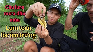 Câu Lure Sau Mưa Đầu Mùa, Lụm Toàn Cá Lóc Ôm Trứng