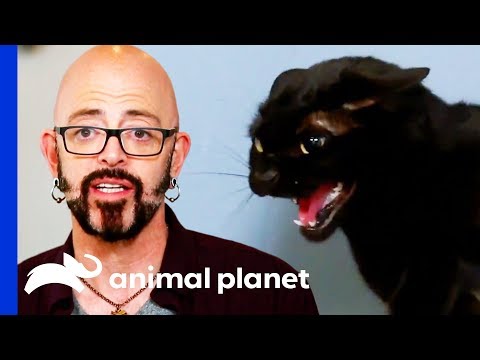 Video: How To Change A Cat's Personality