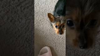 Never a dull moment with Luney Tune! #petcontent #subscribe #yorkie #funnypuppy #luneytune