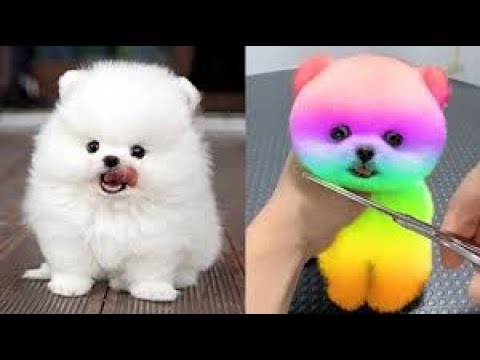 Cute and Funny Pomeranian Dog l Pomeranian 🐕 Komik ve Sevimli Pomeranian ..Komik hayvanlar animals..