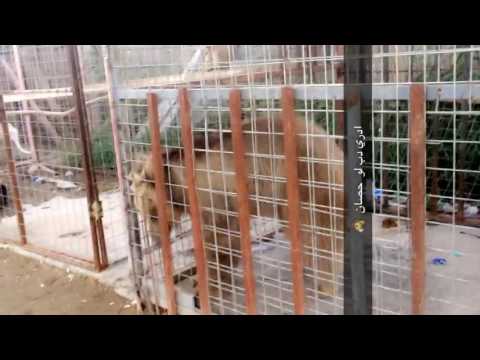 دب شمالي لم ياكل منذو اسبوع