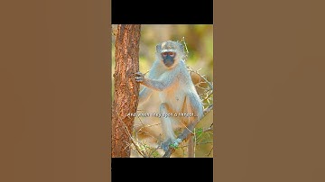 These monkeys have learned that communicating well will keep them alive. #wildlife #animals #shorts