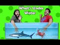 What's In Box Underwater Challenge I LIVE FISH I Funny Hungry Bird Video